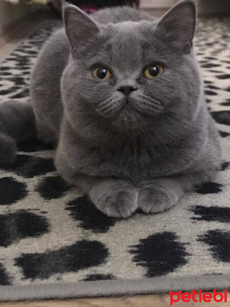 British Shorthair, Kedi  Maria fotoğrafı