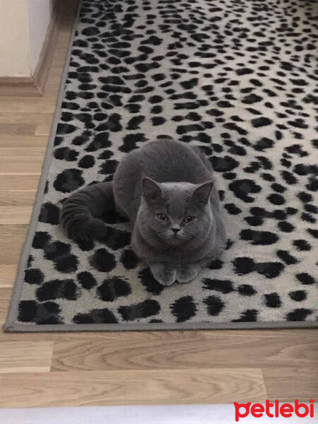 British Shorthair, Kedi  Maria fotoğrafı