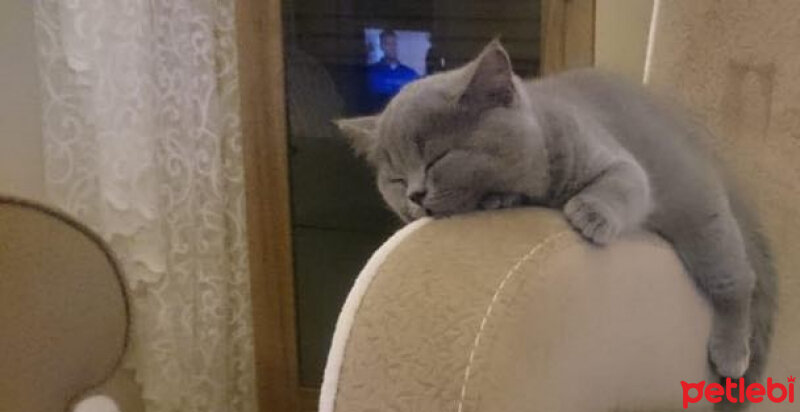 British Shorthair, Kedi  Maria fotoğrafı