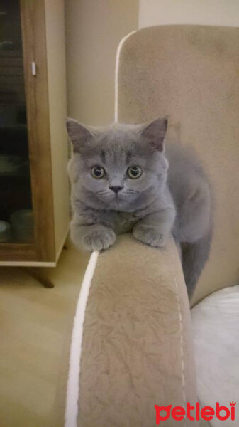 British Shorthair, Kedi  Maria fotoğrafı