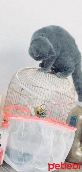 British Shorthair, Kedi  Maria fotoğrafı