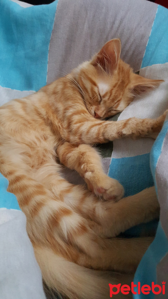 Sarman, Kedi  Lucky fotoğrafı