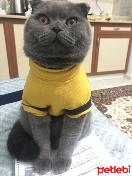 Scottish Fold, Kedi  Gandalf fotoğrafı