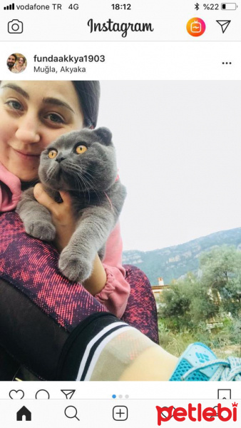 Scottish Fold, Kedi  Gandalf fotoğrafı