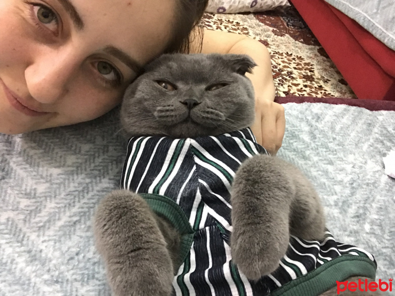 Scottish Fold, Kedi  Gandalf fotoğrafı