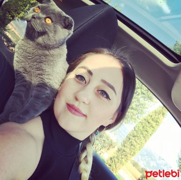 Scottish Fold, Kedi  Gandalf fotoğrafı