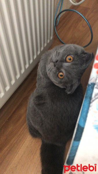 Scottish Fold, Kedi  Gandalf fotoğrafı