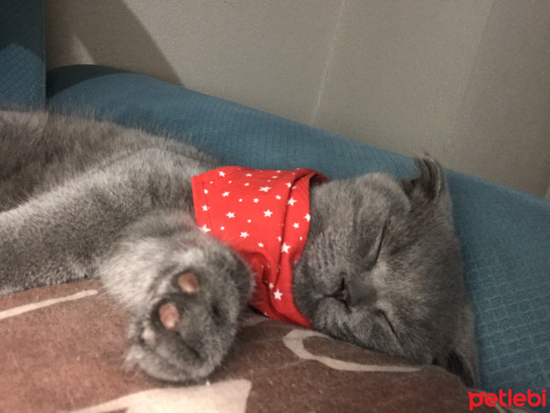 Scottish Fold, Kedi  Gandalf fotoğrafı