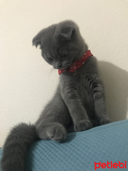 Scottish Fold, Kedi  Gandalf fotoğrafı