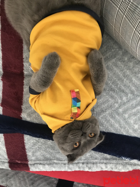 Scottish Fold, Kedi  Gandalf fotoğrafı