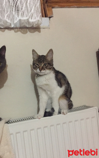 Tekir Kedi, Kedi  Minnoş fotoğrafı