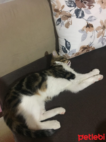 Tekir Kedi, Kedi  Minnoş fotoğrafı