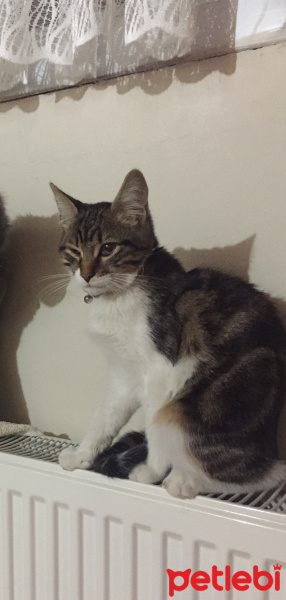 Tekir Kedi, Kedi  Minnoş fotoğrafı
