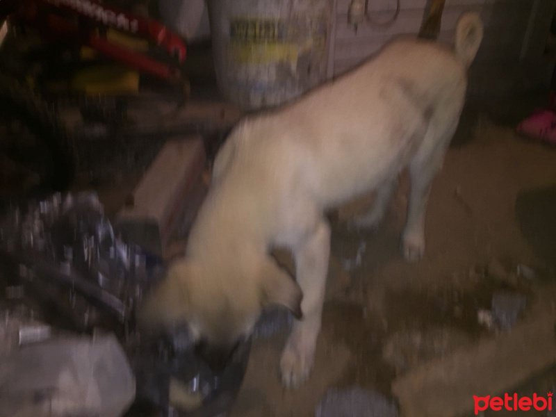 Kars Çoban Köpeği, Köpek  Kondaliza fotoğrafı