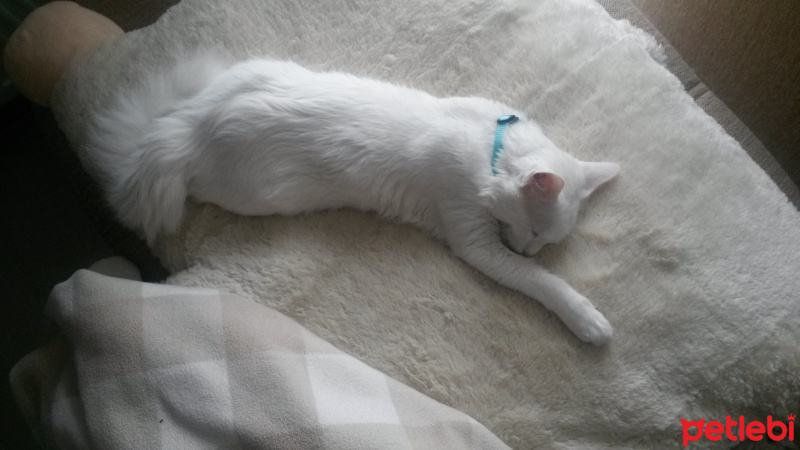 Van Kedisi, Kedi  Paşa fotoğrafı
