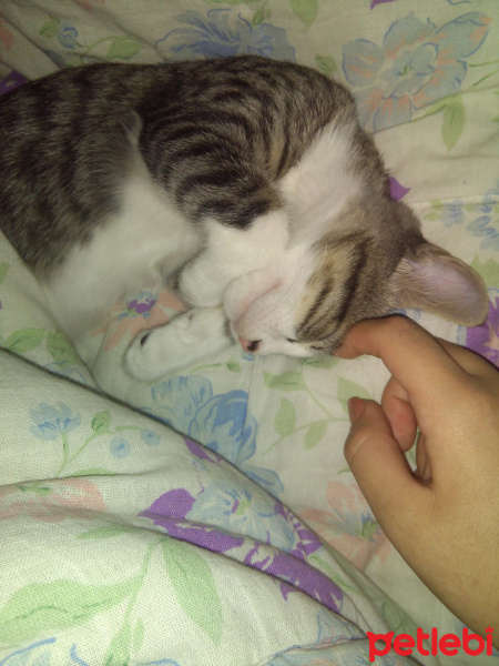 Tekir Kedi, Kedi  Carmen fotoğrafı
