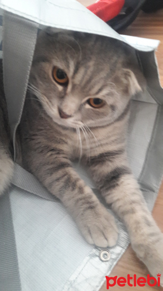 Scottish Fold, Kedi  Gizmo fotoğrafı