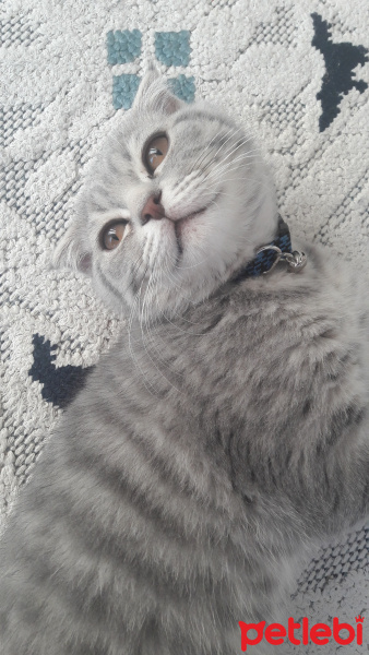 Scottish Fold, Kedi  Gizmo fotoğrafı