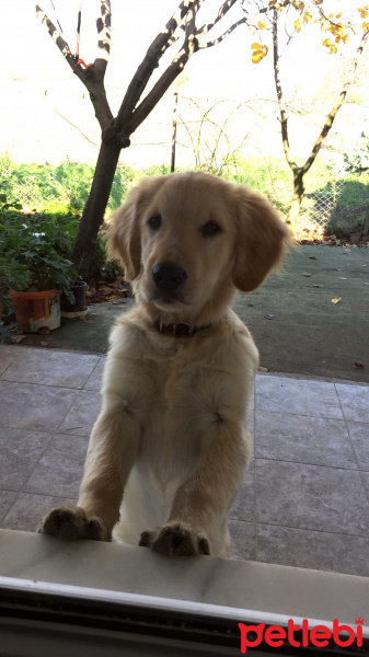 Golden Retriever, Köpek  NOA fotoğrafı