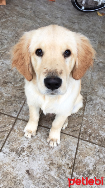 Golden Retriever, Köpek  NOA fotoğrafı