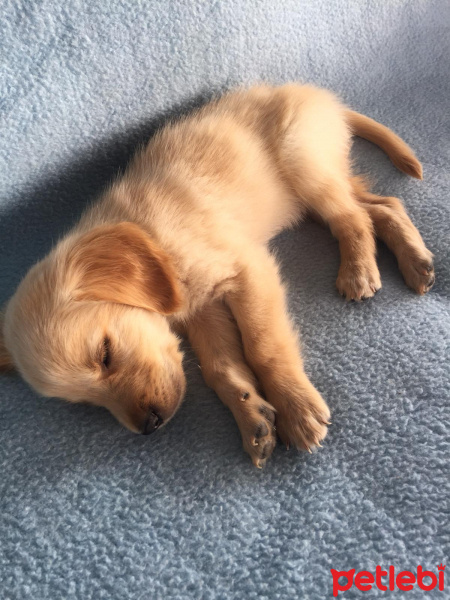 Golden Retriever, Köpek  NOA fotoğrafı
