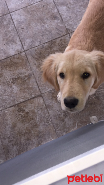 Golden Retriever, Köpek  NOA fotoğrafı