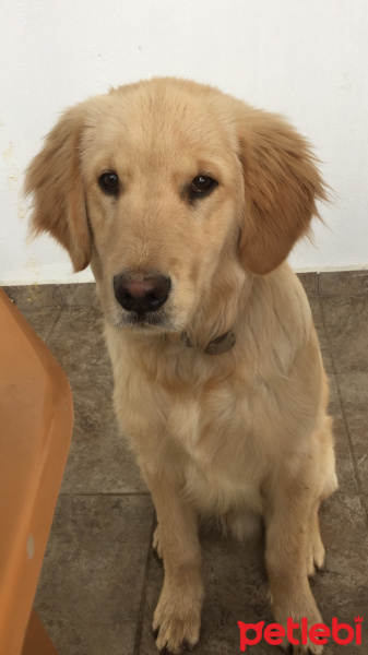 Golden Retriever, Köpek  NOA fotoğrafı