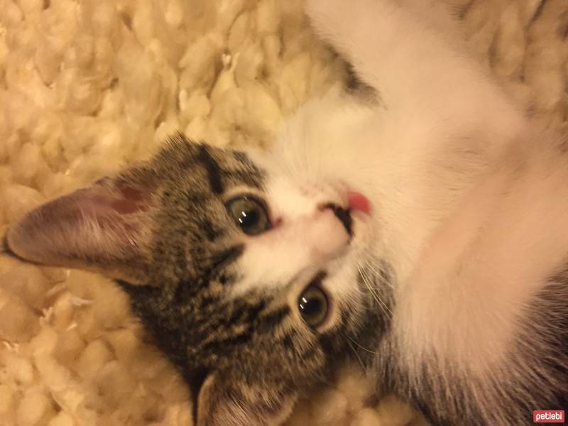 Tekir Kedi, Kedi  Lily fotoğrafı