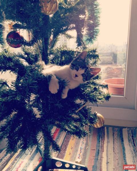 Tekir Kedi, Kedi  Lily fotoğrafı