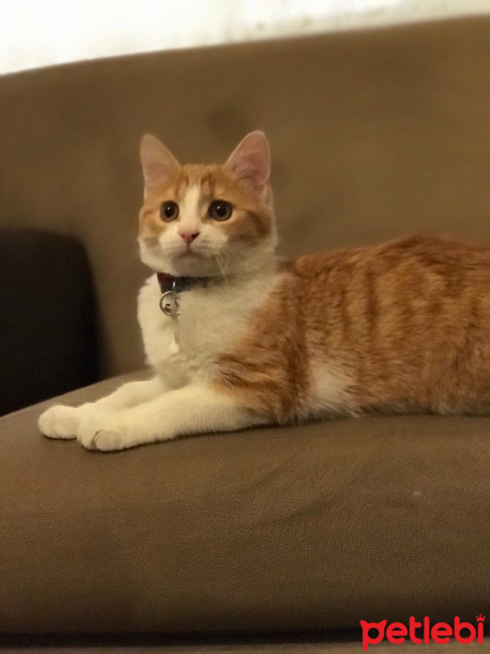 Sarman, Kedi  Behlül fotoğrafı