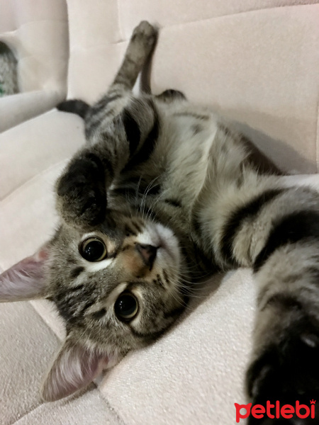 Tekir Kedi, Kedi  Luna fotoğrafı