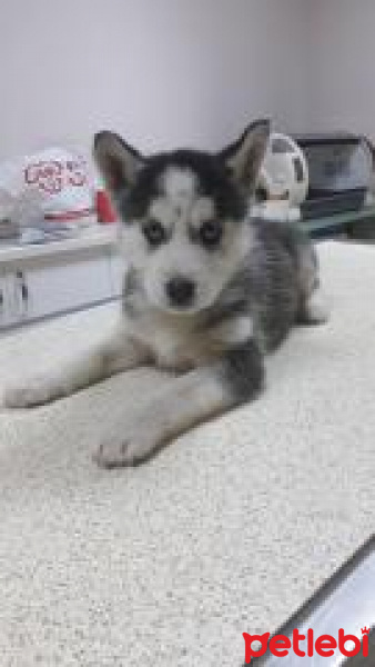 Sibirya Kurdu (Husky), Köpek  mavi fotoğrafı