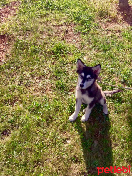 Sibirya Kurdu (Husky), Köpek  mavi fotoğrafı
