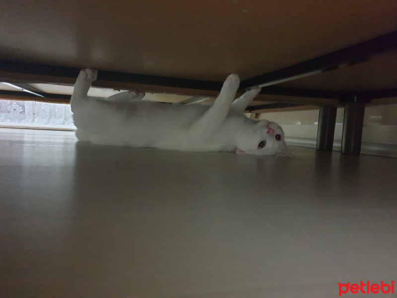 Van Kedisi, Kedi  Uzay fotoğrafı