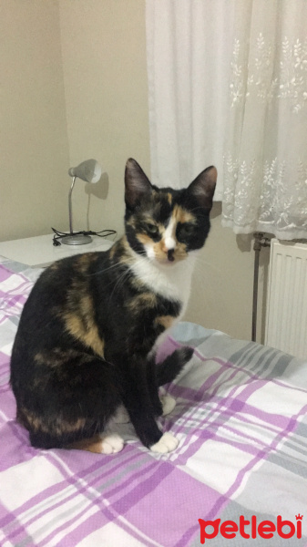 Tekir Kedi, Kedi  Kontes fotoğrafı