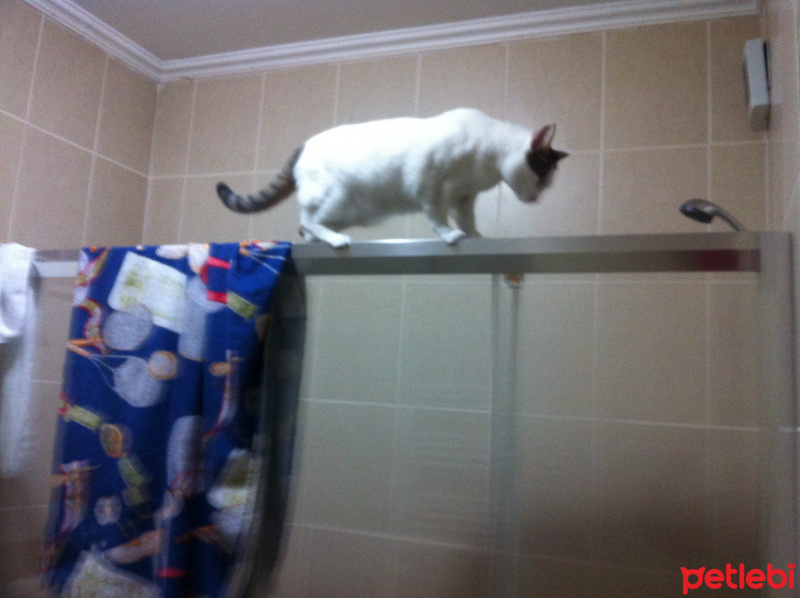 Tekir Kedi, Kedi  Nimbus fotoğrafı