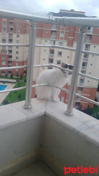 Tekir Kedi, Kedi  Nimbus fotoğrafı
