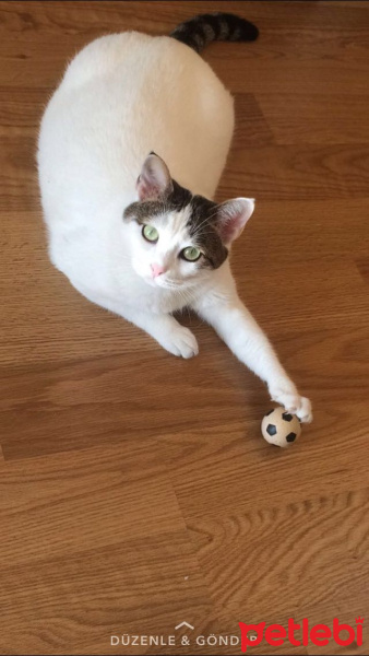 Tekir Kedi, Kedi  Nimbus fotoğrafı
