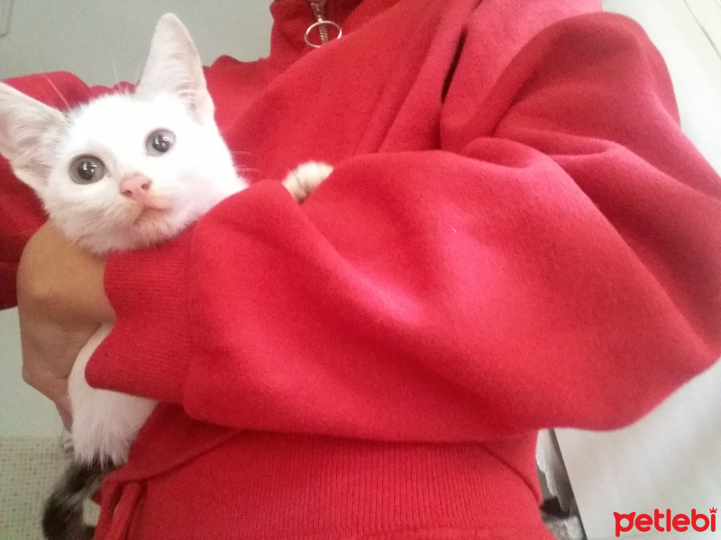 Tekir Kedi, Kedi  Topitop fotoğrafı
