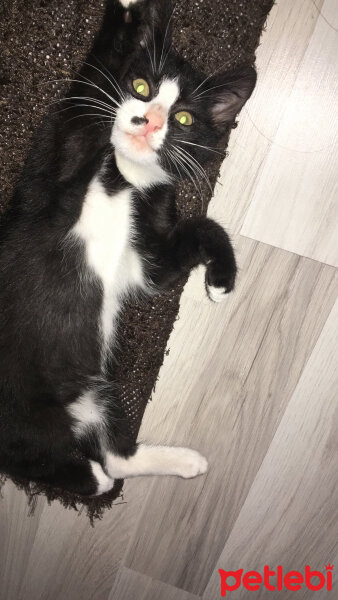 Tuxedo (Smokin) Kedi, Kedi  Skant fotoğrafı