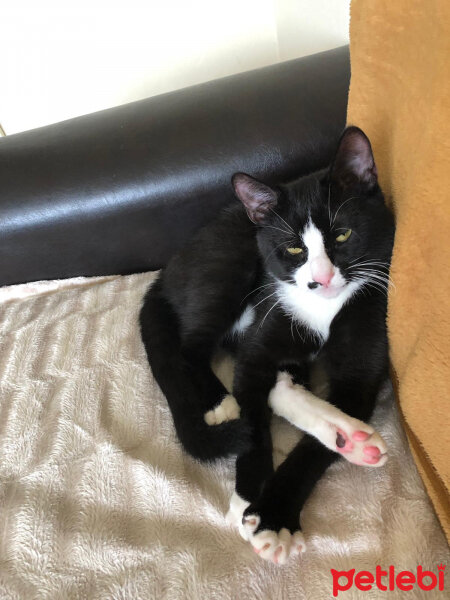 Tuxedo (Smokin) Kedi, Kedi  Skant fotoğrafı