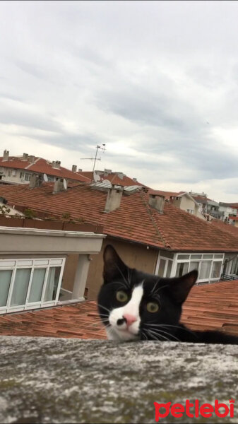 Tuxedo (Smokin) Kedi, Kedi  Skant fotoğrafı