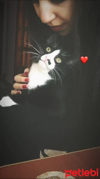 Tuxedo (Smokin) Kedi, Kedi  Skant fotoğrafı