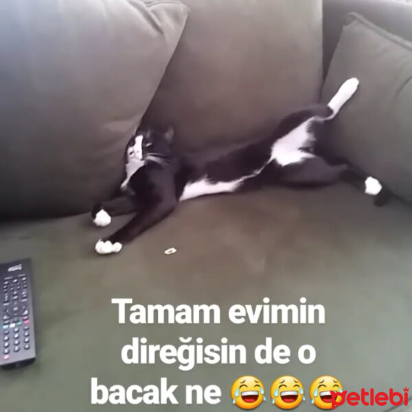 Tuxedo (Smokin) Kedi, Kedi  Skant fotoğrafı