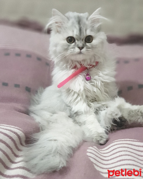 Chinchilla, Kedi  Prenses fotoğrafı