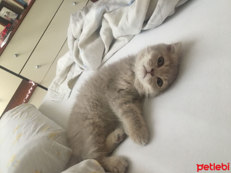 Scottish Fold, Kedi  Kaymak fotoğrafı