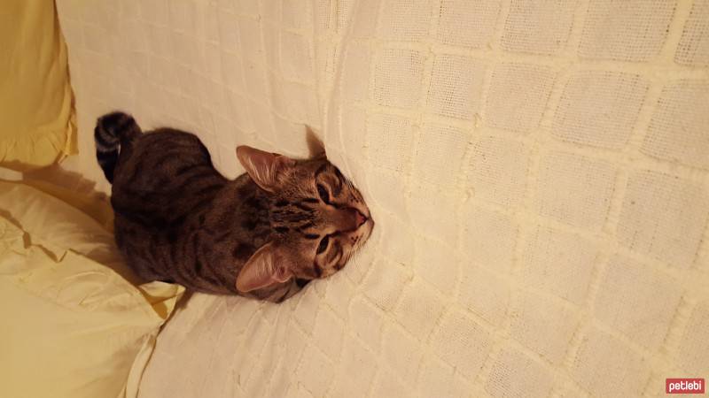 Tekir Kedi, Kedi  zeze fotoğrafı