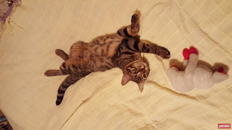 Tekir Kedi, Kedi  zeze fotoğrafı