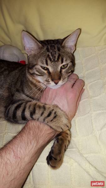 Tekir Kedi, Kedi  zeze fotoğrafı