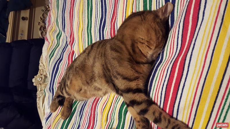 Tekir Kedi, Kedi  zeze fotoğrafı